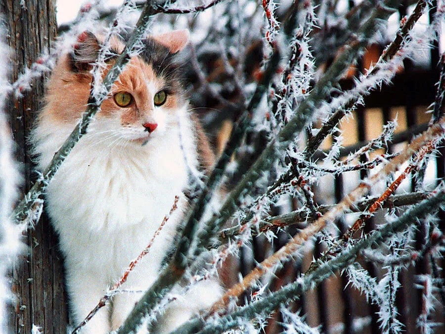 Evershine 5D Diy Diamond Painting Cat Bead Embroidery Diamond Mosaic Winter Picture Rhinestones Animal Handmade Hobby Gift